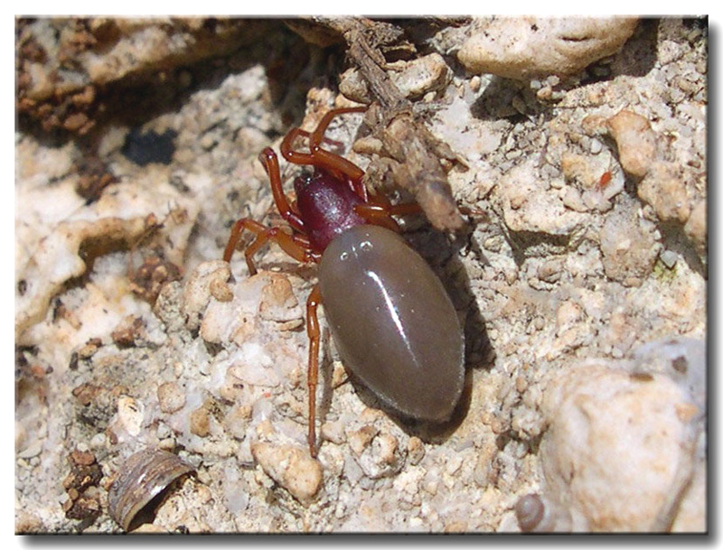 Un ragno fotografato ieri a Castelluzzo (TP): Dysdera sp. ?